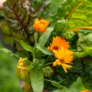 From the Garden: Herbs and Vegetables