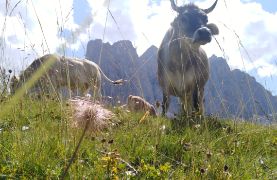 Guided Farm Tours and Insight into Organic Husbandry